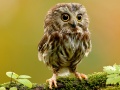 Lojë Animal Hidden Stars