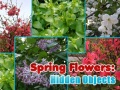 Lojë Spring Flowers: Hidden Objects