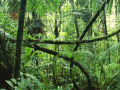 Lojë Jigsaw puzzle: Rainforest