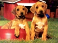 Lojë Puppy Pairs Puzzle