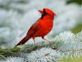 Lojë Birds Puzzle