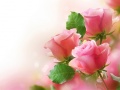 Lojë Pink Roses
