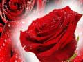 Lojë Red Roses