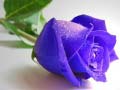 Lojë Blue Roses
