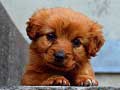 Lojë Puppy Puzzle