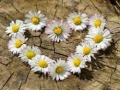 Lojë Daisy Heart Jigsaw