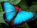 Lojë Nature Jigsaw Puzzle Butterfly
