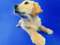 Lojë Funny Cats And Dogs Jigsaw Puzzle