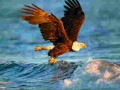 Lojë Animals Jigsaw Puzzle Eagle