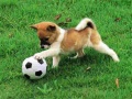 Lojë Playful Puppy Outdoor Puzzle