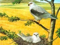 Lojë Birds Of Prey Puzzle
