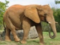 Lojë Animals Jigsaw Puzzle - Elephants