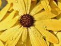 Lojë Flower Petals Raindrop Jigsaw