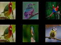 Lojë Memorize the birds