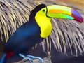Lojë Toucan Bird Jigsaw