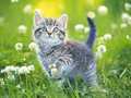 Lojë Kittens Jigsaw