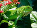 Lojë Wild Iguana