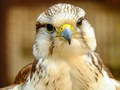 Lojë Gyrfalcon Jigsaw