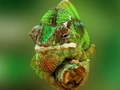 Lojë Chameleon Jigsaw