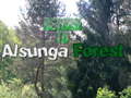 Lojë Return To Alsunga Forest
