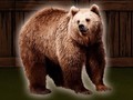 Lojë Save The Grizzly Bear