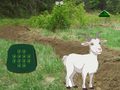 Lojë Goat Find The Child