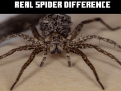 Lojë Real Spider Difference