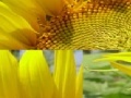 Lojë Sunflower Photo Puzzle