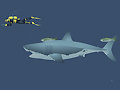 Lojë Mad Shark